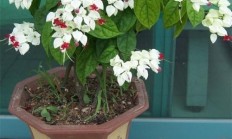 在房子里花了什么？什么是盆栽植物？