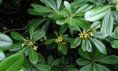 诸位鸭掌木移植缓苗须要多久能成活，移植提防事变有哪些？