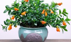 金鱼吊兰（草本植物）