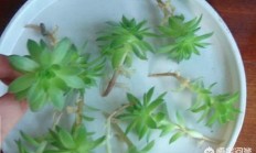 多肉观音莲长了很多腋芽，该如何办？不妨用腋芽繁衍吗？
