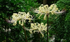 白花石蒜（球根植物）