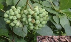 “大血藤”即是“鸡血藤”吗？有何工效？