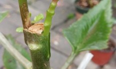 不妨彼此枝接各别脸色的长命花吗？该当怎样枝接？