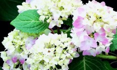 春天你拍摄了哪些花草像片？可否瓜分一下拍摄心得？