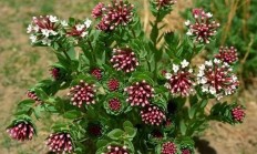 狼毒花毕竟有多毒？