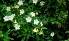 非洲茉莉（木本植物）