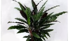 彩虹竹芋种类有几何？怎样养？