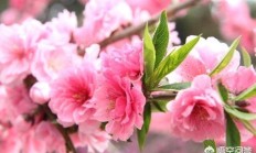 最能代办春天的绿植花草是哪几种？