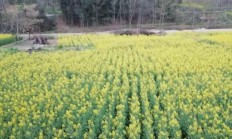 在乡村怎样培植黄花？