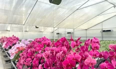 上林县打造花卉特色品牌助力乡村振兴