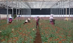 红河开远：普惠金融助力花卉产业发展节节高