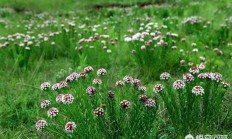 狼毒花是怎么办的植被？有什么效率？