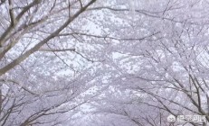 怎样看法樱花，领会樱花，观赏樱花？