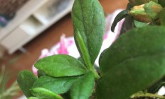 杜鹃叶子干枯怎样缓解