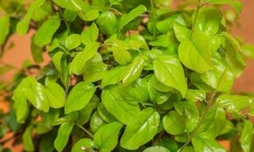 雀梅（木本植物）