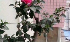 茶梅花:茶梅花着花后不妨浇肥吗，如何样？