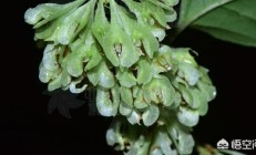 怎样辨别虎杖和金线草？