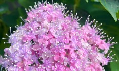 八仙花（宿根植物）