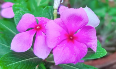 长春花（草本植物）