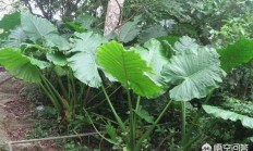 海芋和滴水观音有什么场面出来的辨别吗？