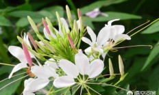醉蝶花保护须要提防什么题目？