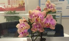 蝴蝶兰秋季如何养