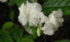 狗牙花（木本植物）