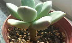 多肉植物叶子干瘪情况分析
