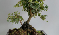 金弹子（木本植物）