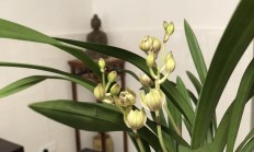 着花的金荷如何养？