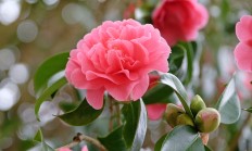 茶梅（木本植物）