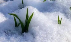 干什么韩愈的《春雪》被誉为千古杰作？春雪有何更加之处？