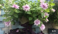 平台种花的本领？