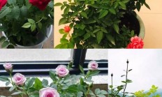 一年4季都怒放的花是什么花？