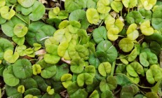 马蹄金（草本植物）