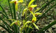 兰花什么种类着花度数多还香？