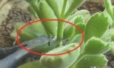 多肉植被熊儿童的繁育本领和提防事变？
