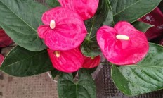 年节红掌着花有什么好的含义？