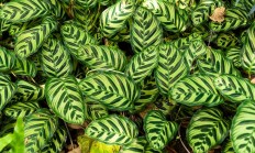 孔雀竹芋（草本植物）