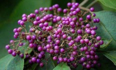 紫珠草（木本植物）