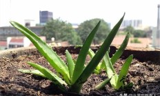 木立芦荟叶片插条能行吗？该如何养呢？