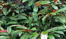 红背桂（木本植物）