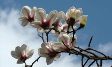 玉兰花在这个时节7月再次着花，干什么？