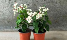 龙吐珠着花的功夫还好吗浇水？