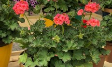 哪种鲜花适合在室内饲养？
