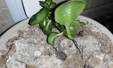长寿花根烂了怎么办