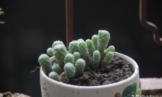 三朔望什么花开了，有什么场面的像片吗？