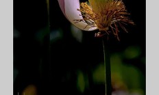 残花，落花，凋零的花……怎样拍摄出质感？
