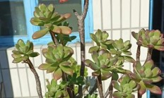 4种花要用小盆养，换大盆就烂根，好心也会办坏事