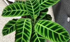 天鹅绒竹芋（草本植物）